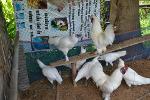 พ่อ-แม่พันธุ์ไก่ดำภูพาน2 (สีขาว) รุ่นไข่แล้ว
