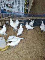 พ่อ-แม่พันธุ์ไก่ดำภูพาน2 (สีขาว) รุ่นไข่แล้ว