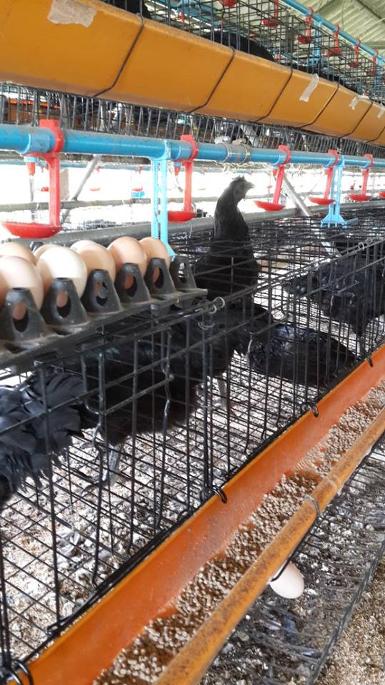 ไข่ไก่ดำ และไก่ชี