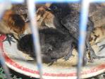 ลูกไก่ดำสายกาญจน์ อายุ 1 สัปดาห์