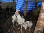พ่อแม่พันธุ์ไก่ดำ และไก่ชีท่าพระ