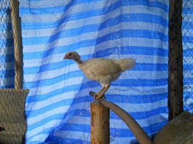 ลูกไก่ชีอายุ  2   เดือน